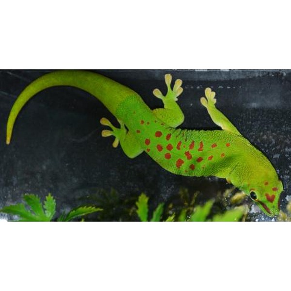 Bright green gecko with red spots clinging to a glass tank, tail curled, with leafy plants below.