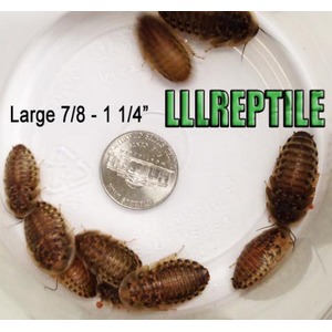Several brown pill bugs circling a quarter on a white plate; size range text is visible.