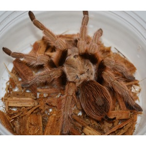 Brown tarantula with fuzzy legs inside a clear container on wood chips