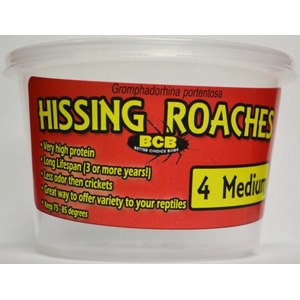 Plastic tub labeled “Hissing Roaches” with a yellow “4 Medium” sticker on a red label.