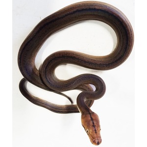 Tan-brown snake with dark dorsal stripe, coiled in an S-shape on white.