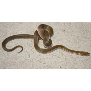 A brown slender snake on a light concrete floor, its body loosely coiled with the head extended outward.