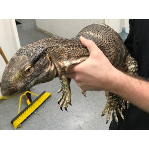 Large monitor lizard with rough, bumpy scales being held by a person, head to the left and claws visible.