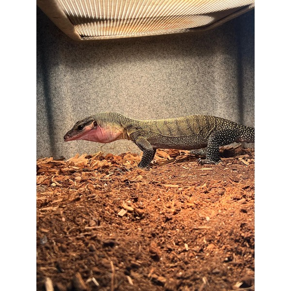 A large speckled monitor lizard walking on brown wood chips inside a terrarium.