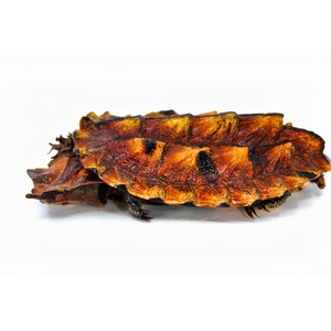 Dried brown-orange turtle shell with textured ridges and dark markings