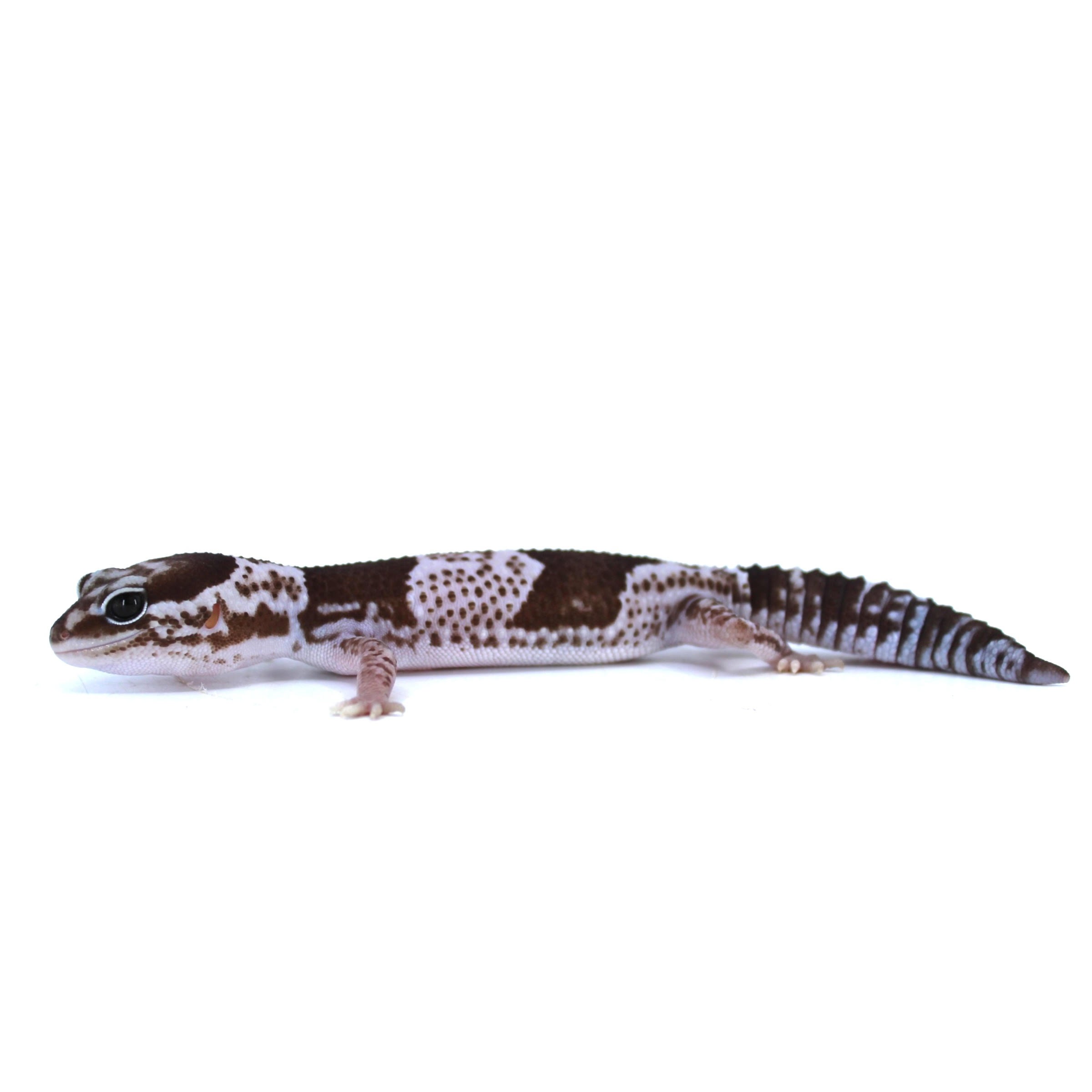 Leopard gecko lying on a white surface, facing left, with brown and white spotted body and banded tail.