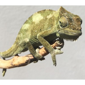 Green chameleon with rough, green-brown skin perched on a branch, facing right.