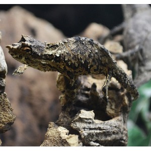 Camouflaged frog with mottled brown skin perched on rough, bark-covered wood.
