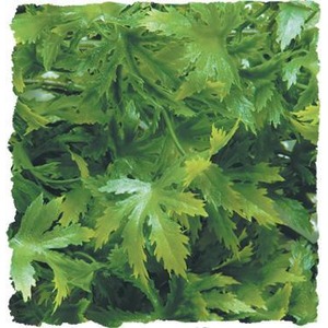 Fresh green parsley leaves with feathery, deeply lobed leaflets.