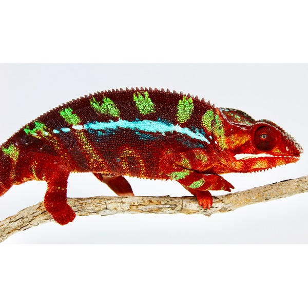 Vivid red chameleon with green and turquoise bands perched on a textured branch.