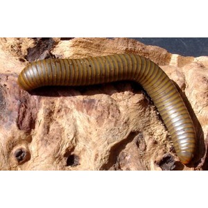 Long brown millipede with many rounded segments crawling over a rocky surface.