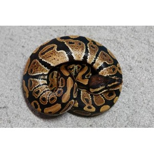 Coiled ball python with brown, tan, and black markings on a gray surface.