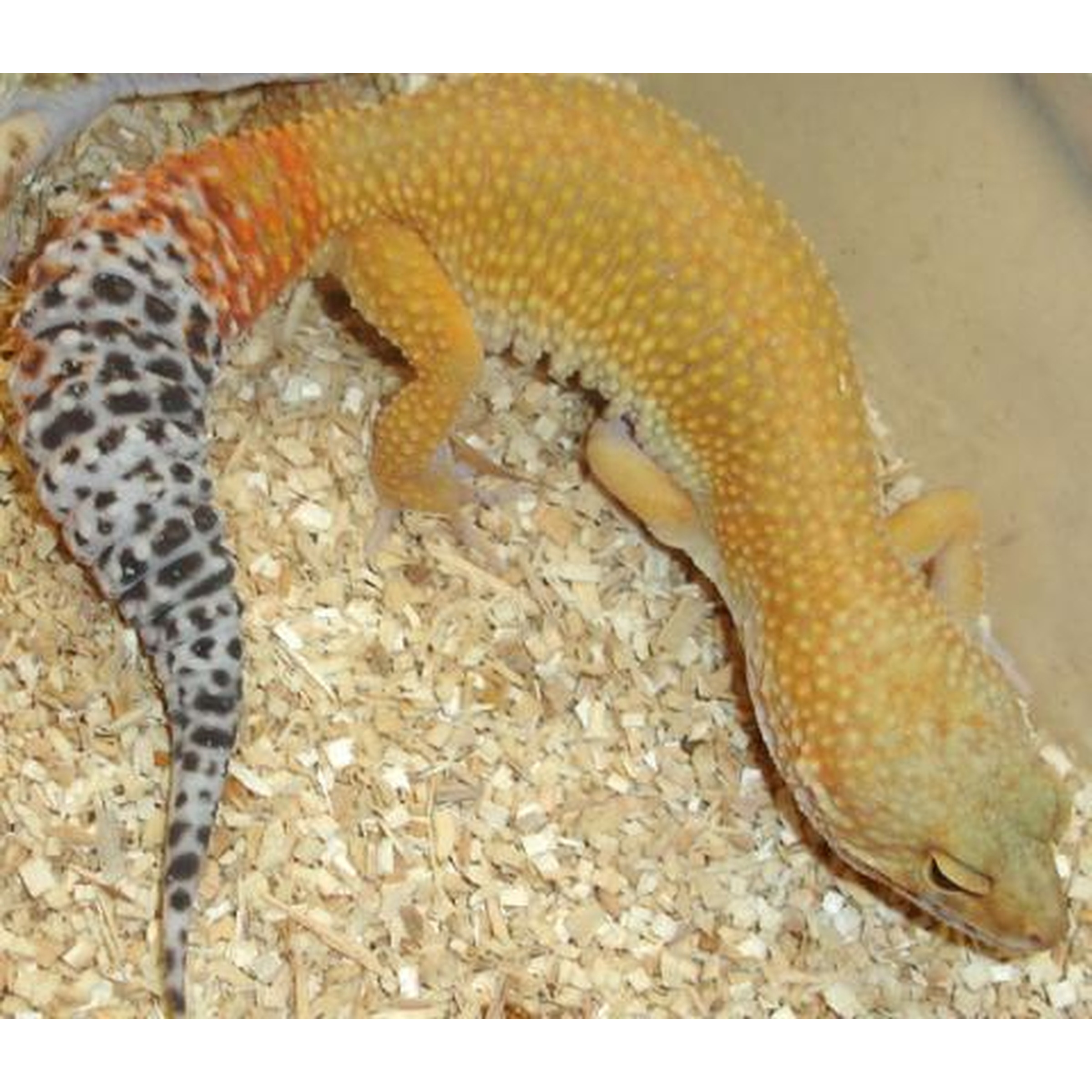 Two leopard geckos on wood substrate: one orange-yellow with spots, the other gray with black markings.