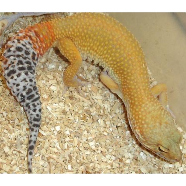 Two leopard geckos on wood substrate: one orange-yellow with spots, the other gray with black markings.