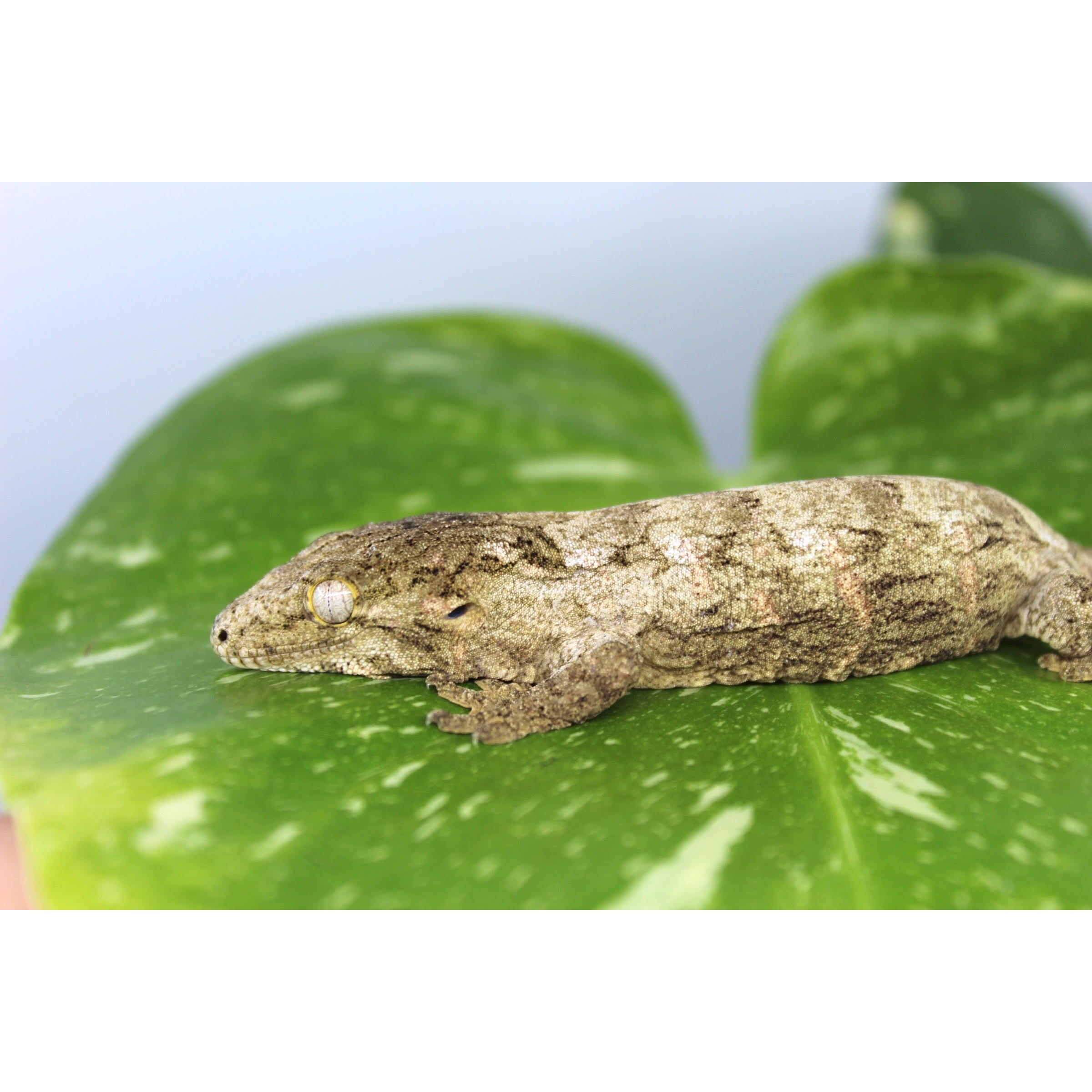 Camouflaged brown gecko with patterned skin lies on a large green leaf, its yellow eye visible.