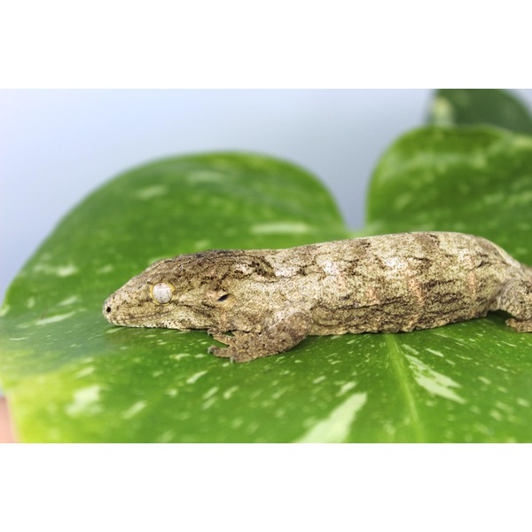 Camouflaged brown gecko with patterned skin lies on a large green leaf, its yellow eye visible.