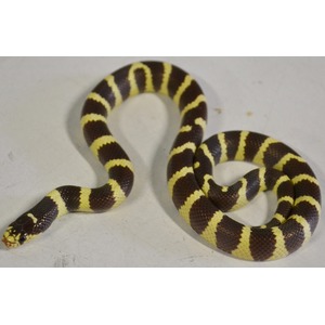 Brown snake with bright yellow bands coiled on a light surface