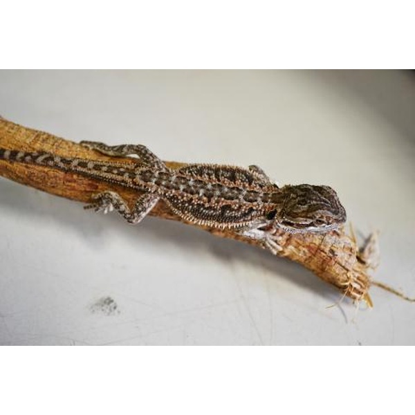 Small patterned gecko clinging to a dry twig against a pale background.