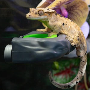 Brown spotted gecko perched on a black and green handheld device, tail curved around.