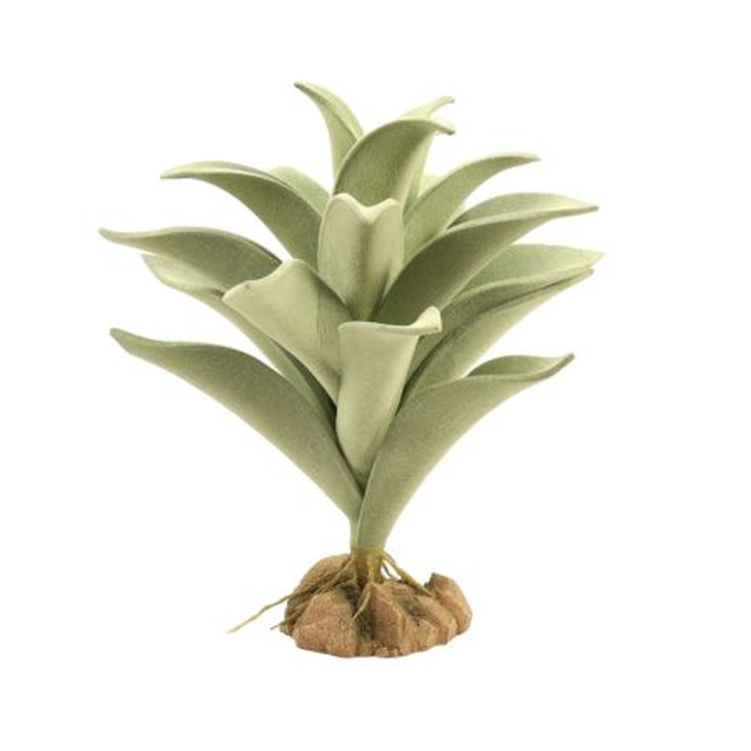 Small pale-green succulent with thick, curved leaves in a rosette atop a brown root base.