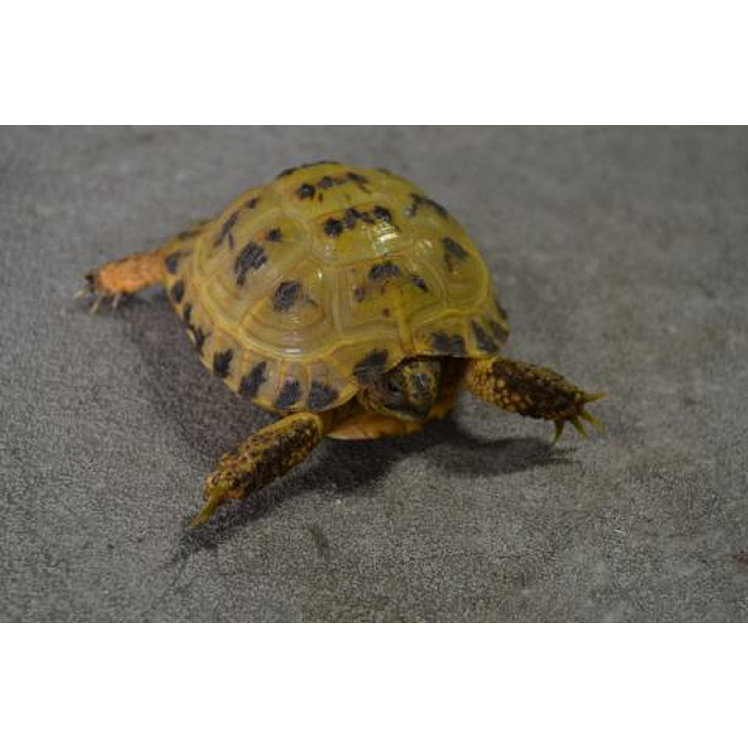 Yellow-spotted turtle on sand, facing the viewer with extended front legs.