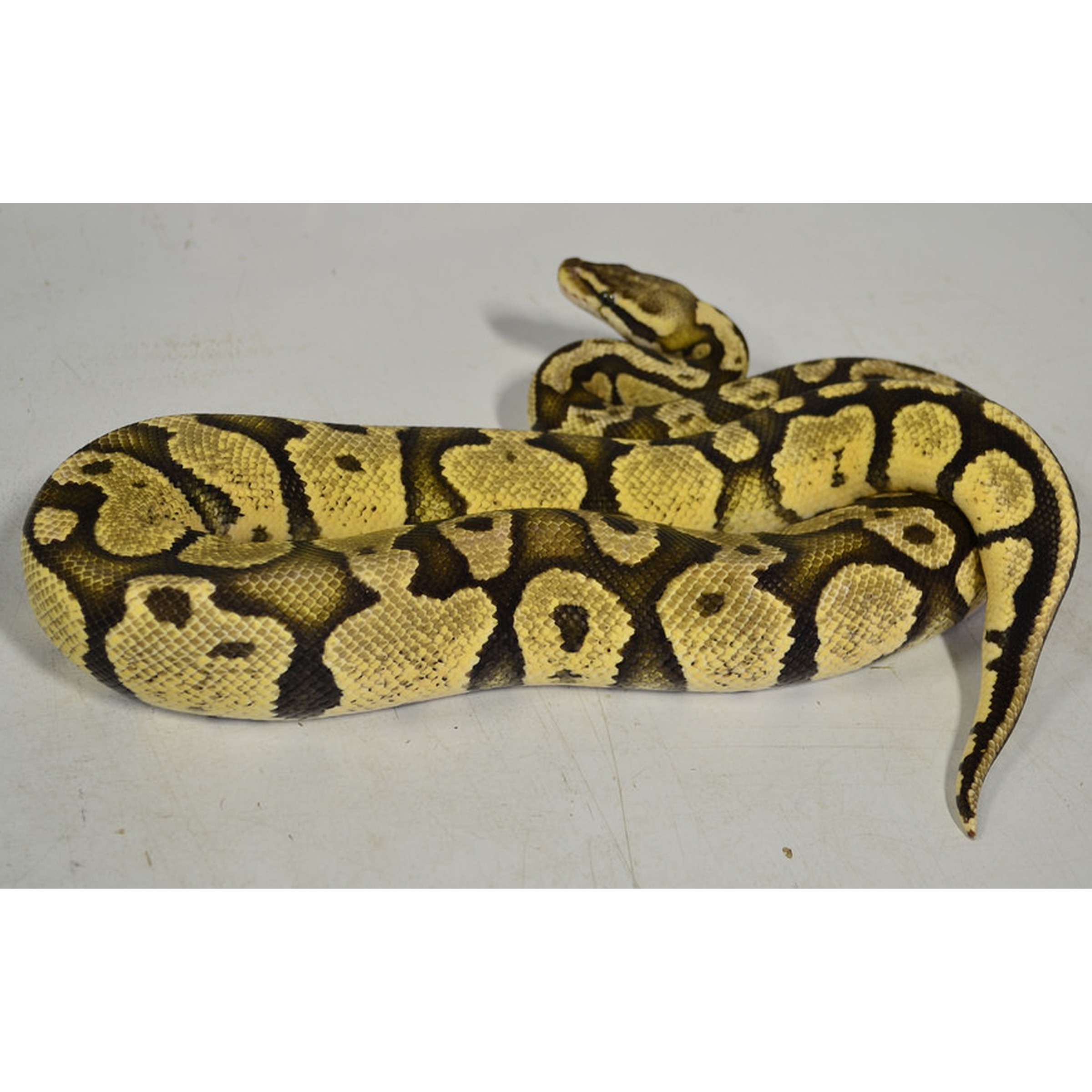 Yellow and black patterned ball python coiled on a light surface.
