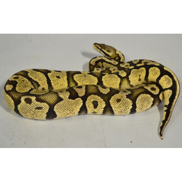 Yellow and black patterned ball python coiled on a light surface.