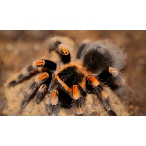 Close-up of a black-and-orange tarantula with hairy legs.