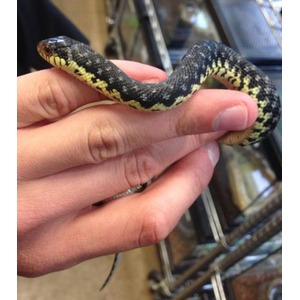 Small black and yellow banded snake held gently by a person's hands.