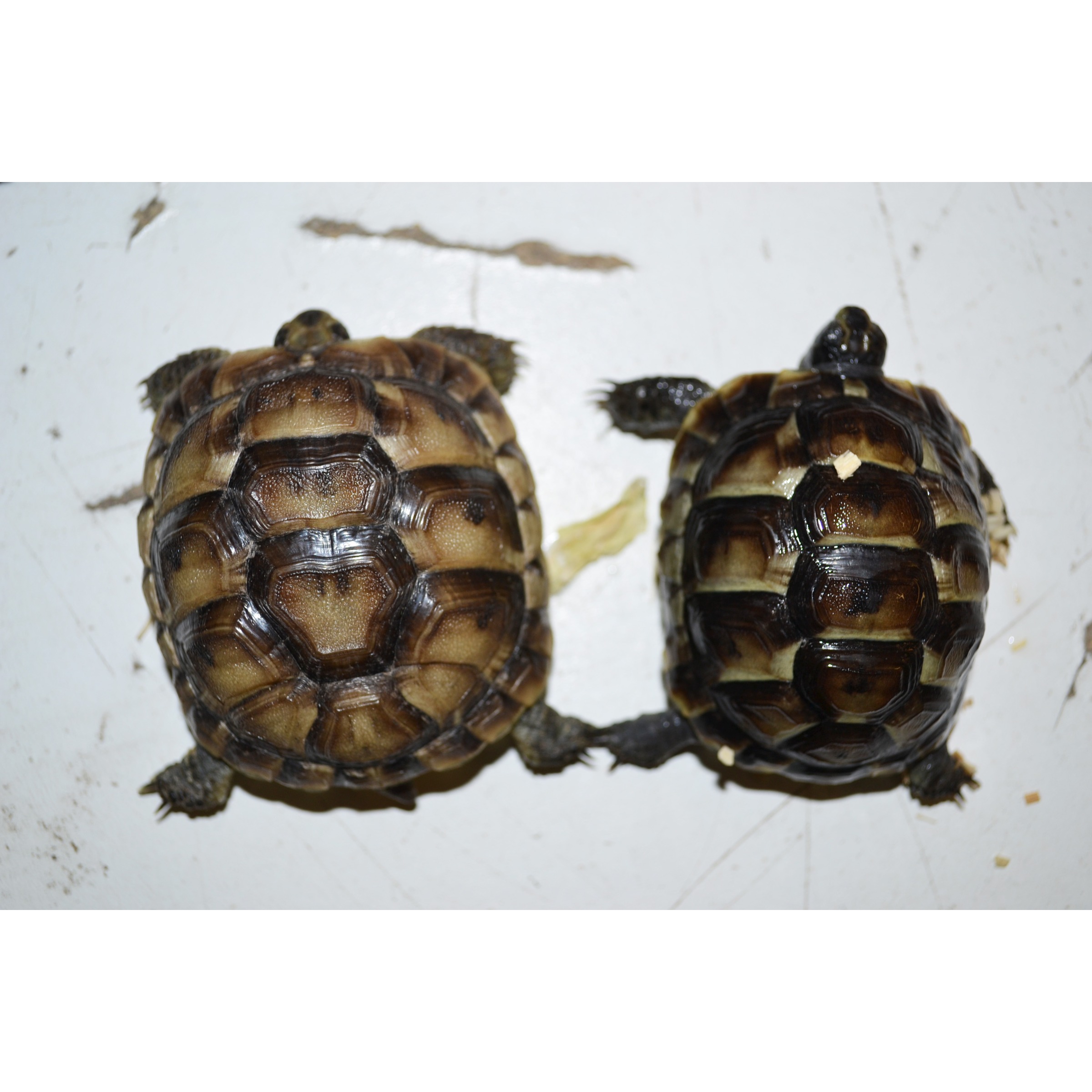 Two young turtles with brown patterned shells sit side by side on a light surface.