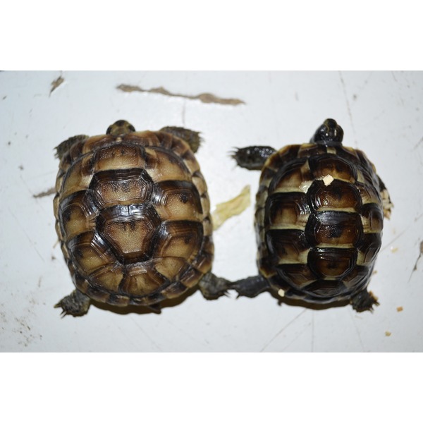 Two young turtles with brown patterned shells sit side by side on a light surface.