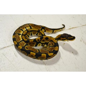 Coiled ball python with yellow and black markings on a light floor.