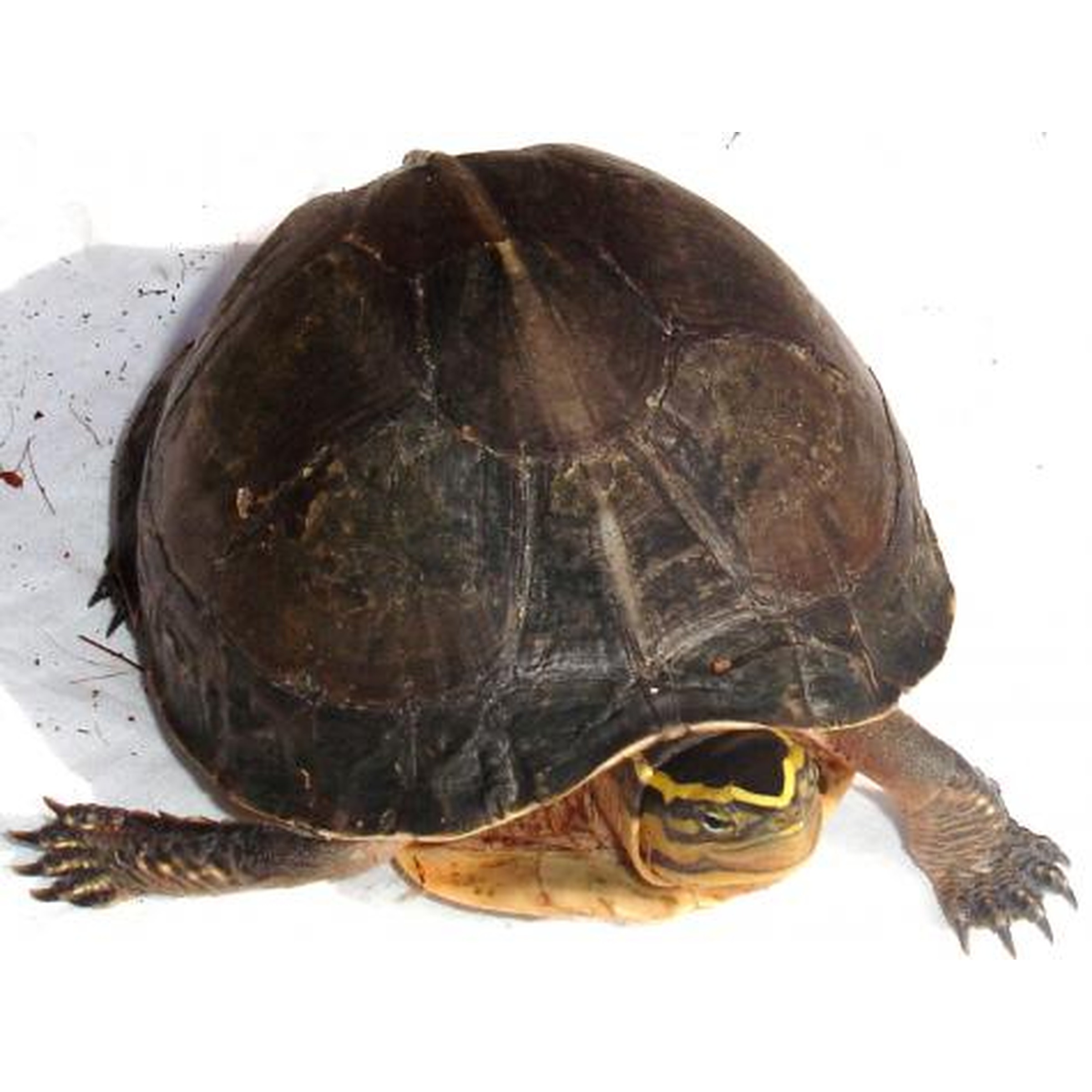 Dark turtle with a hard shell and yellow-striped head on a white background.