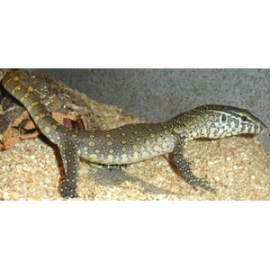 Long, spotted lizard with yellow spots on gray-brown body crawling on sandy gravel beside a rock