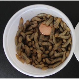 White cup filled with numerous mealworms; a penny lies among them for scale.