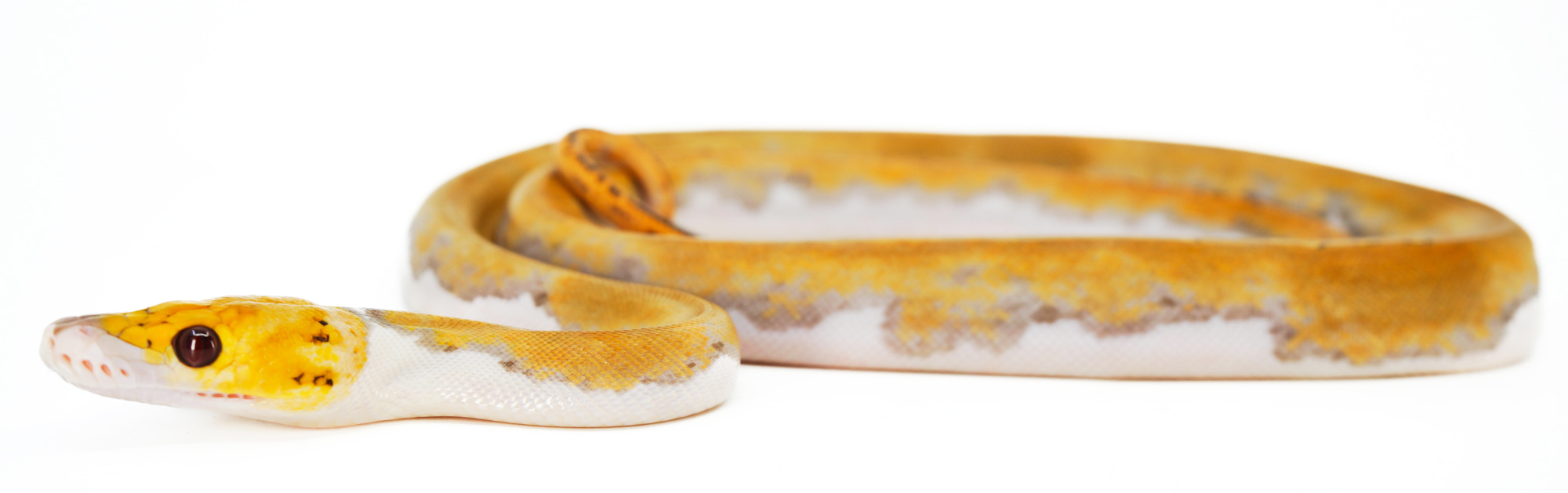 Baby Male Mochino Pied Reticulated Python | LLLReptile