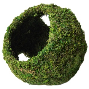 Round ring covered in dense green moss, forming a hollow center.