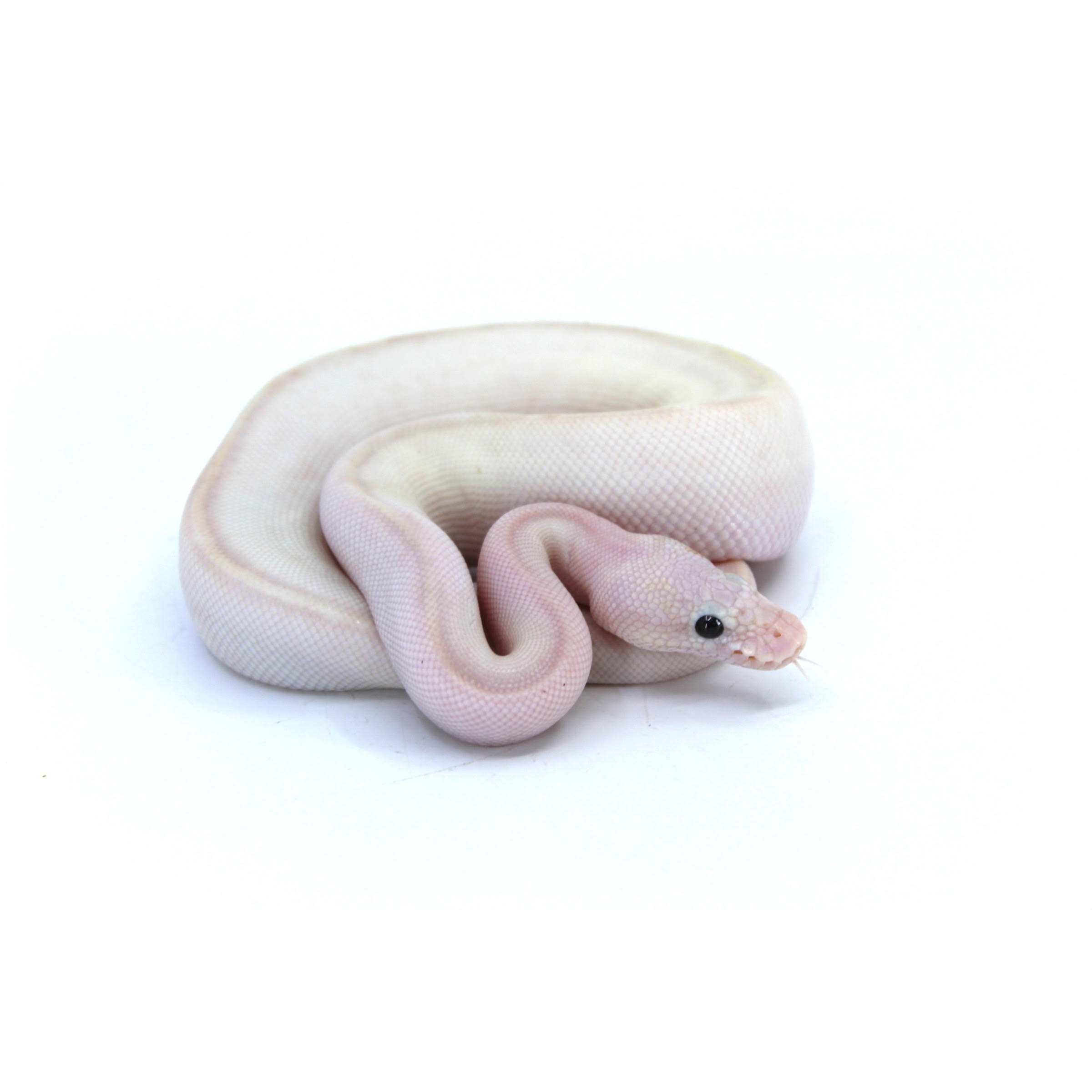 Albino ball python coiled in a soft spiral on a white background.