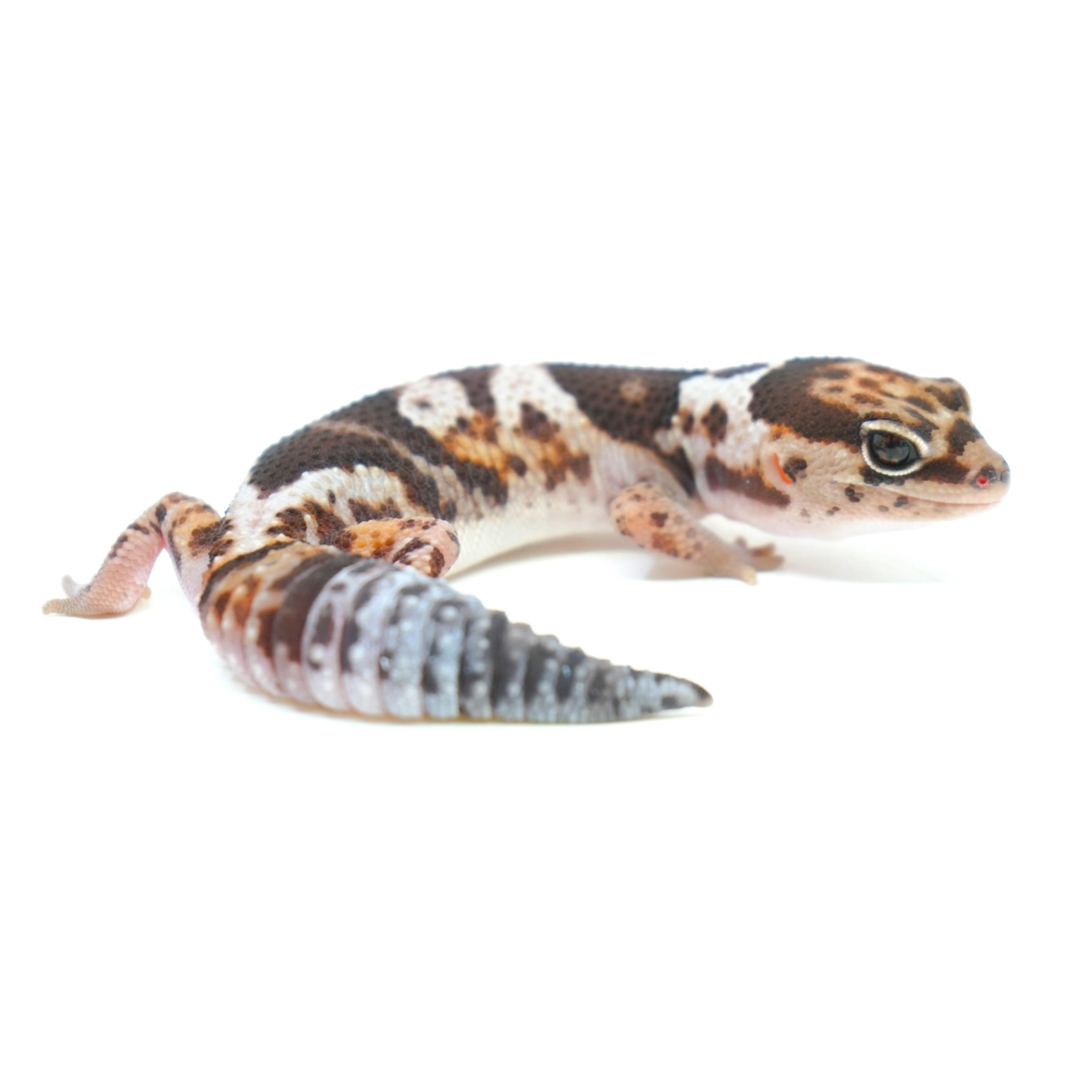 Leopard gecko with orange-brown mottled pattern and curled striped tail on a white background.