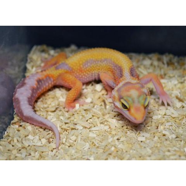 Colorful leopard gecko with yellow, orange, and purple markings on wood shavings inside a terrarium.