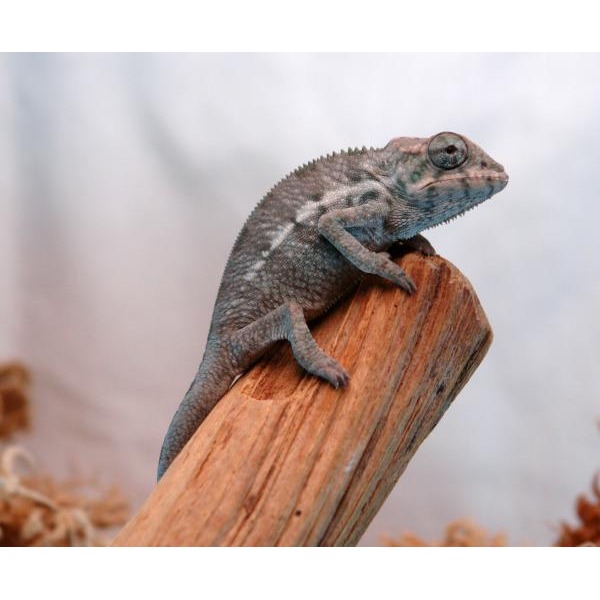 Gray chameleon perched on a weathered wooden branch, textured skin with small spikes along its back.