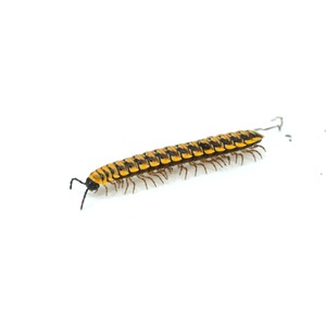 Yellow and black firefly larva with numerous legs on a white background