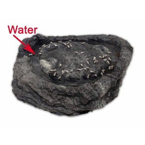 Dark lava rock with a shallow water pool and numerous small pale insects scattered on its surface.