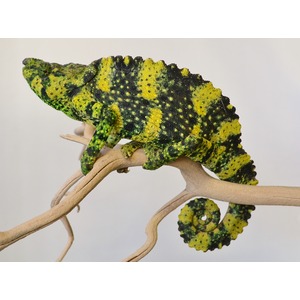 Green and yellow chameleon with speckled skin perched on a light branch, curled tail.