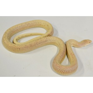 A pale yellow snake with brown markings coiled on a white surface, head visible.