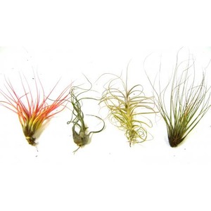 Four aquatic plants with long, stringy leaves in red, green, and yellow on a white background.