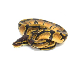 Coiled ball python with yellow, black, and brown markings on a white background.
