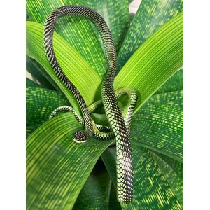 Curving black-and-yellow patterned snake coils around broad green leaves.