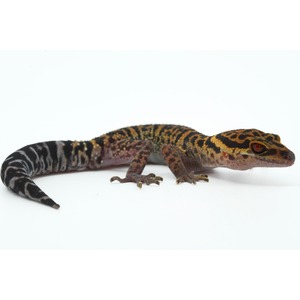 Gecko with tiger-like orange and black stripes on body, red eyes, and black and grey banded tail