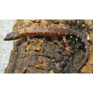 Small brown lizard with orange-brown scales on rough dark rock.